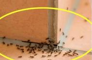 家里出现蚂蚁不用慌了，只需要简单的土方法，蚂蚁再也不敢来！