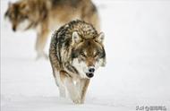 荒野中遭遇狼（狼群）、被狼袭击的5大应对原则和10个注意事项