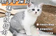 新手养猫保姆级指南