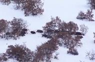 野猪成群，职业猎人冰天雪地狩猎野猪，远距离狙击，看着真刺激