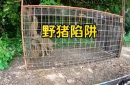 国外猎人布置铁笼陷阱轻松捕获一群小野猪#神奇动物在抖音