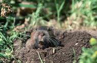 地鼠和土拨鼠有什么区别？