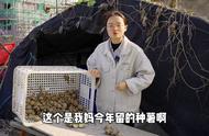 土豆种植怎么切块？土豆切多大种植比较合适