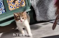 小金元宝回家的第二天 猫砂刨的很专业呀