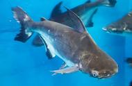 淡水鲨鱼的生活习性及人工繁殖与苗种培育技术