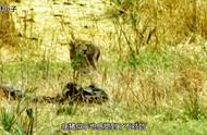 狮子，在草原上横行霸道，秒杀大羚羊#动物的生存法则