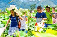 摘果子，踩溪水，观星空，逛田野……5种「过夏天」野趣打开方式