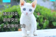 怎么挑选德文猫？14年的猫咪繁育经验告诉你