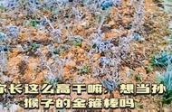 云顶花海：沉浸式观赏冰雪玫瑰