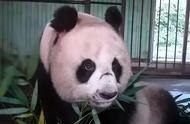 每天认识一只熊猫——白雪，逃跑新娘，旅泰熊猫创创之母