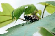 《昆虫记》揭秘微观世界中的生存智慧