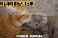 看完这个视频，你对猫咪的战斗更加了解了吗？