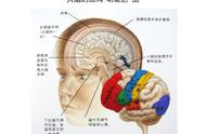 读《人体简史》-认识自己-你的大脑80%都是水