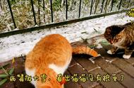 2023年冬的第一场雪过后，赶紧来看看泉城公园自由的猫咪们~~