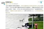 惊爆！狗主人失控，成都犬疯狂袭击，知情人壮烈揭露真相！