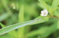 MIRACLE LIGHT 奇迹之光：白露好秋色，莫负好时光