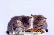 猫咪为什么爱吃鱼