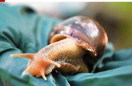 巨型蜗牛入侵佛罗里达州