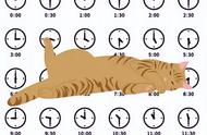 猫咪每天都在忙什么？看看猫的时间规划！网友：同款猫咪