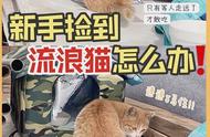 如何收养流浪猫？从救助到喂养