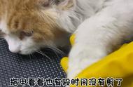 沉浸式洗猫-多多的翻新日记～#长毛猫洗护