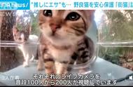 24小时猫猫喂食直播《街猫》为了支援流浪猫而推出的新服务