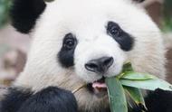 如何成为一名大熊猫饲养员？看看你的条件合格吗