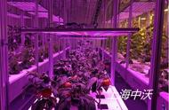 中沃科普-你想知道的关于植物培养实验室的内容都在这里