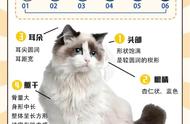 布偶猫喂养手册|喵届仙子也有玻璃胃