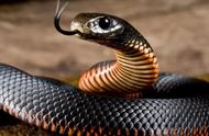 蛇会不会被自己的毒液所伤？蛇的毒液生物学知识大全！