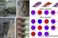 半水生生物呼吸与能量代谢监测技术方案应用快讯